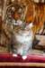 eliseyzaimkaua26_small.jpg