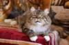 eliseyzaimkaua43_small.jpg