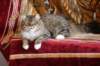 eliseyzaimkaua53_small.jpg