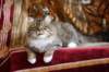 eliseyzaimkaua57_small.jpg