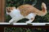 esaiasakaemppu4kk10vrk199129_small.jpg