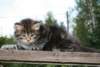 Photo Number 9