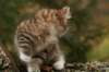 img_6231_small.jpg
