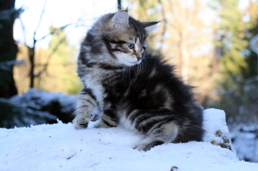 filemon9weeks.jpg