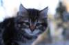 filemon9weeks11_small.jpg