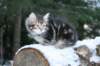 filemon9weeks12_small.jpg