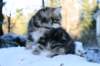 filemon9weeks3_small.jpg