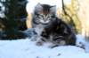 filemon9weeks4_small.jpg