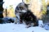 filemon9weeks_small.jpg