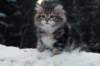filippus9weeks12_small.jpg