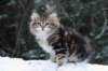 filippus9weeks15_small.jpg