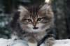 filippus9weeks18_small.jpg