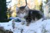 filippus9weeks21_small.jpg