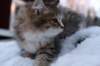 fina9weeks10_small.jpg