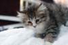 fina9weeks11_small.jpg