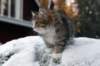 fina9weeks13_small.jpg