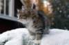 fina9weeks14_small.jpg