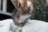 fina9weeks15_small.jpg