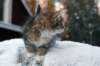 fina9weeks16_small.jpg