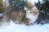 fina9weeks22_small.jpg