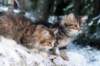 fina9weeks31_small.jpg