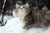 fina9weeks3_small.jpg