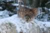 img_8935_small.jpg