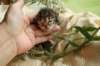 filippusclassicbrowntabbywithwhitesibn092210_small.jpg