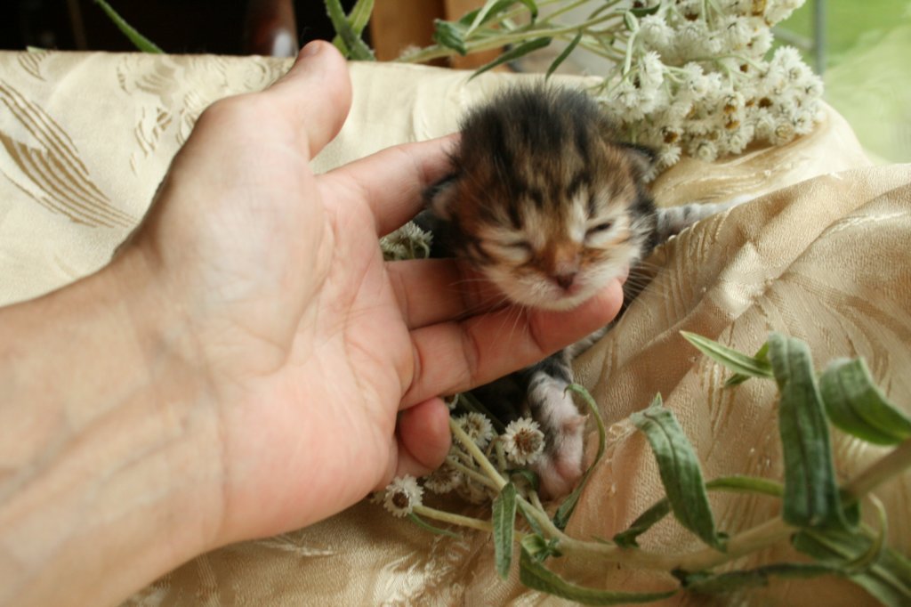 filippusclassicbrowntabbywithwhitesibn092211.jpg