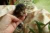 filippusclassicbrowntabbywithwhitesibn092212_small.jpg