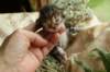 filippusclassicbrowntabbywithwhitesibn092214_small.jpg