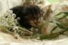 filippusclassicbrowntabbywithwhitesibn092216_small.jpg