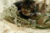 filippusclassicbrowntabbywithwhitesibn092217_small.jpg