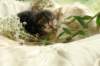 filippusclassicbrowntabbywithwhitesibn092218_small.jpg
