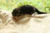 filippusclassicbrowntabbywithwhitesibn092219_small.jpg