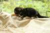 filippusclassicbrowntabbywithwhitesibn092220_small.jpg