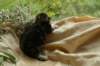 filippusclassicbrowntabbywithwhitesibn09222_small.jpg