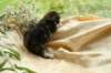 filippusclassicbrowntabbywithwhitesibn09223_small.jpg