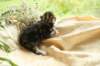 filippusclassicbrowntabbywithwhitesibn09225_small.jpg