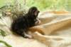 filippusclassicbrowntabbywithwhitesibn09226_small.jpg