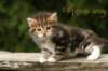 filippusboybrowngoldenclassictabbywithwhitemale_small.jpg
