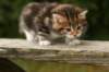 img_4480_small.jpg