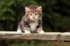 img_4488_small.jpg