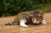 img_3394_small.jpg