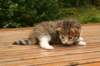img_3396_small.jpg
