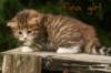finagirlbrowngoldenmackerelwithwhitegirlny0923_small.jpg