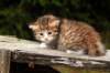 img_4285_small.jpg