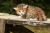 img_4287_small.jpg