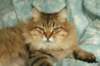 fiamurinneripregnant84201610_small.jpg