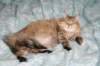fiamurinneripregnant84201611_small.jpg